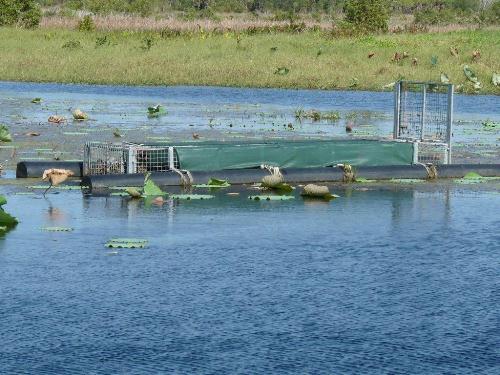 Krokodilfalle am Fogg Dam